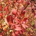 Berberis koreana 'Harvest Fire' P1C